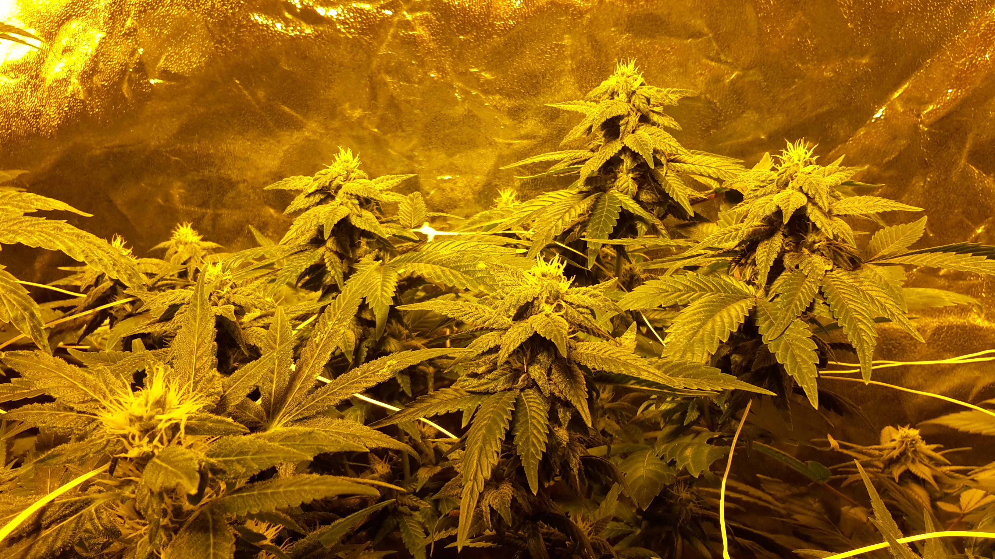 Blütenbande Hamburg e.V. ✅ Titelbild