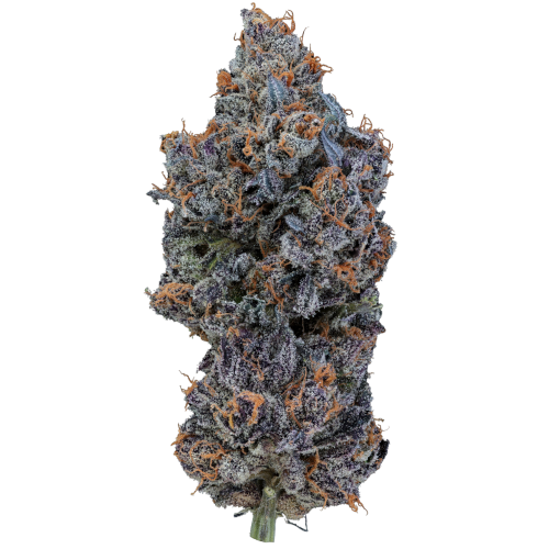 20/1 IUVO OC Temptation