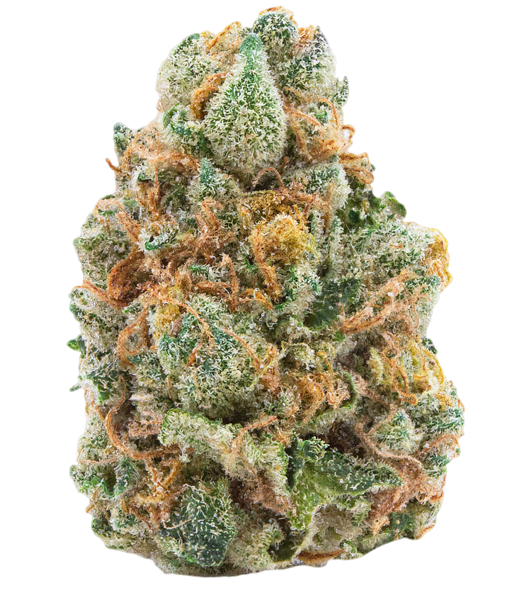 27/1 Amici AS Atomic Sour Grapefruit