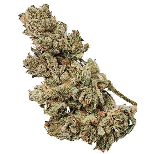 420 Natural 20/1 CA GG4 Gorilla Glue