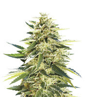 X18 Pure Pakistani Regular (Reserva Privada)