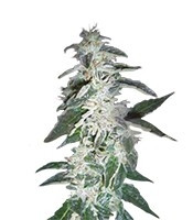 Alaskan Ice (Green House Seeds)