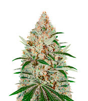 Chemdog (Green House Seeds)