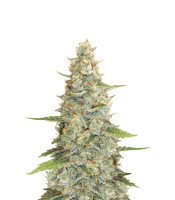 Meringue (Dutch Passion)