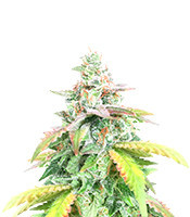 Ice Bomb (Bomb Seeds)