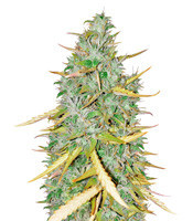 High Mass ASB Giant Auto (Xtreme Seeds)