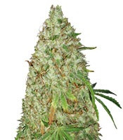 Night Night (Kalis Fruitful Cannabis (KFC) Seeds)