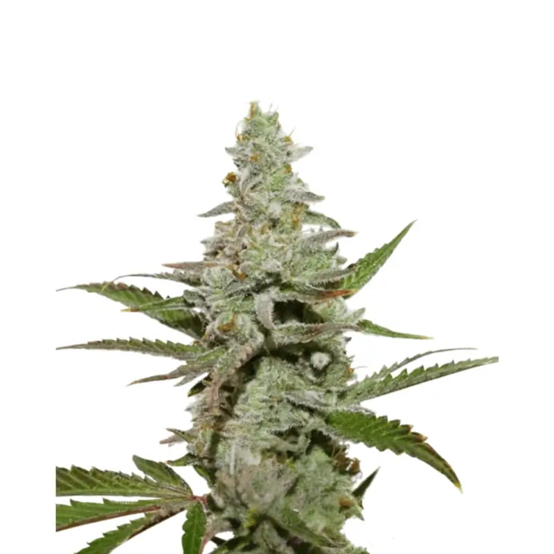 Amnesia Haze Auto Cannabis Samen - 3 Stück