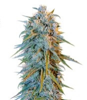 Blue Dream (Humboldt Seeds Organization)