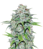 Nepal Jam regular (Ace Seeds)