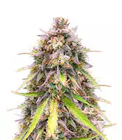 Original Auto Sour Diesel (Fast Buds)