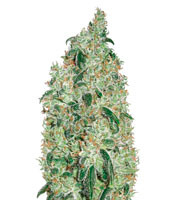 Green Wild Shark (Victory Seeds)