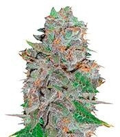 La Diva Auto (Delicious Seeds)