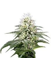 White Rhino (Green House Seeds)