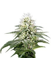 White Rhino (Green House Seeds)