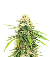 Amsterdam Amnesia (Dutch Passion)