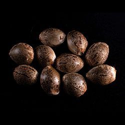 Silver Widow - 10+3 Seed