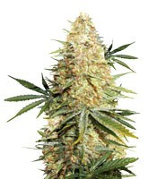 Lemon Z (Dutch Passion)