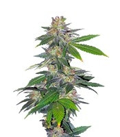 Auto Northern Hog (T.H. Seeds)