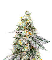 Gelato 41 x Gelato 41 Auto (Green House Seeds)