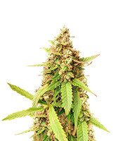 Blue Tease Auto (Dr Krippling Seeds)