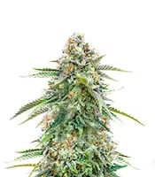 Cherry Pie Auto (Royal Queen Seeds)