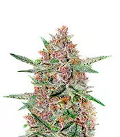 Bubba Kush (Green House Seeds)