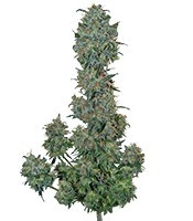 Sweet Special F1 Fast version (Sweet Seeds)