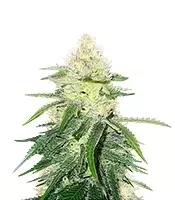 Wombat (Blimburn Seeds)