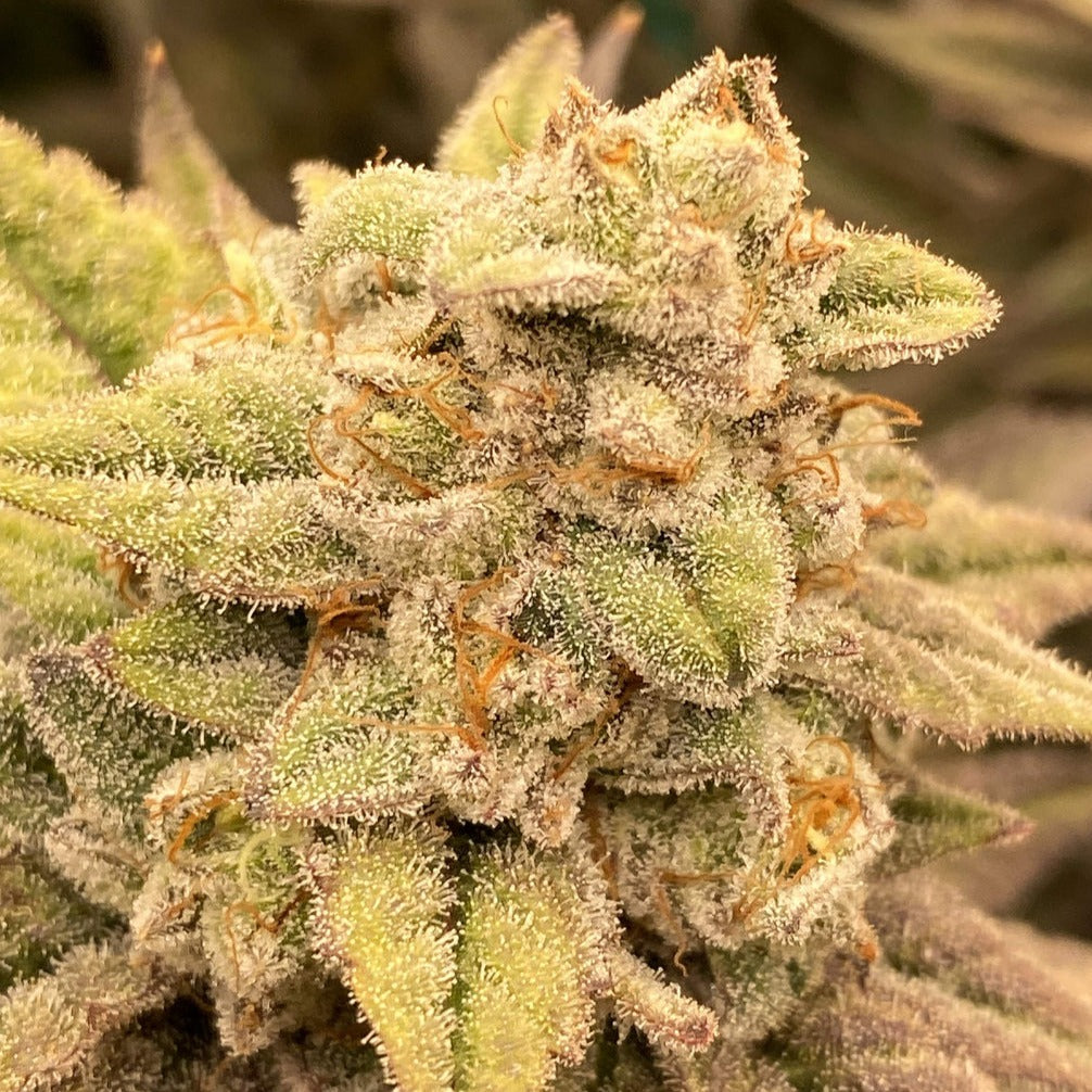 Wappa Steckling - 1 Steckling