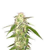 Amnesia VIP (VIP Seeds)