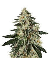 GH Cheese (Green House Seeds)