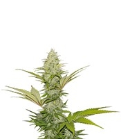 Blue Cheese (Royal Queen Seeds)