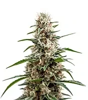 Zoap (Barney's Farm)