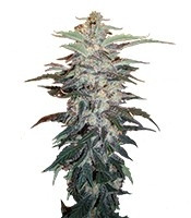 White Widow (Nirvana Seeds)