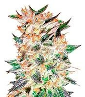 Delicious Candy Auto (Delicious Seeds)