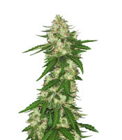 Congo Regular (Ace Seeds)