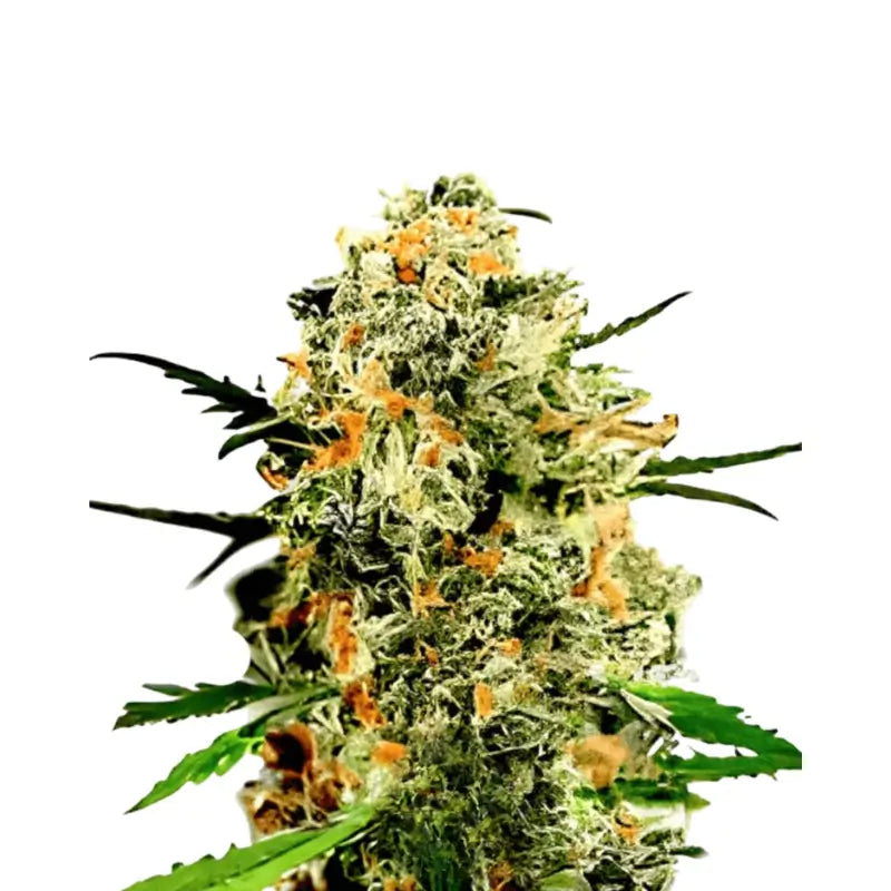 Runtz x Mango Cannabis Samen Feminisiert - 3 Stück