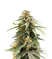 Critical Auto (Xtreme Seeds)