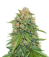 Maple Sherbet (Seedstockers)