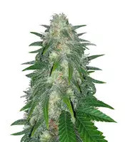 Super Critical Bud CBD (Garden Of Green)