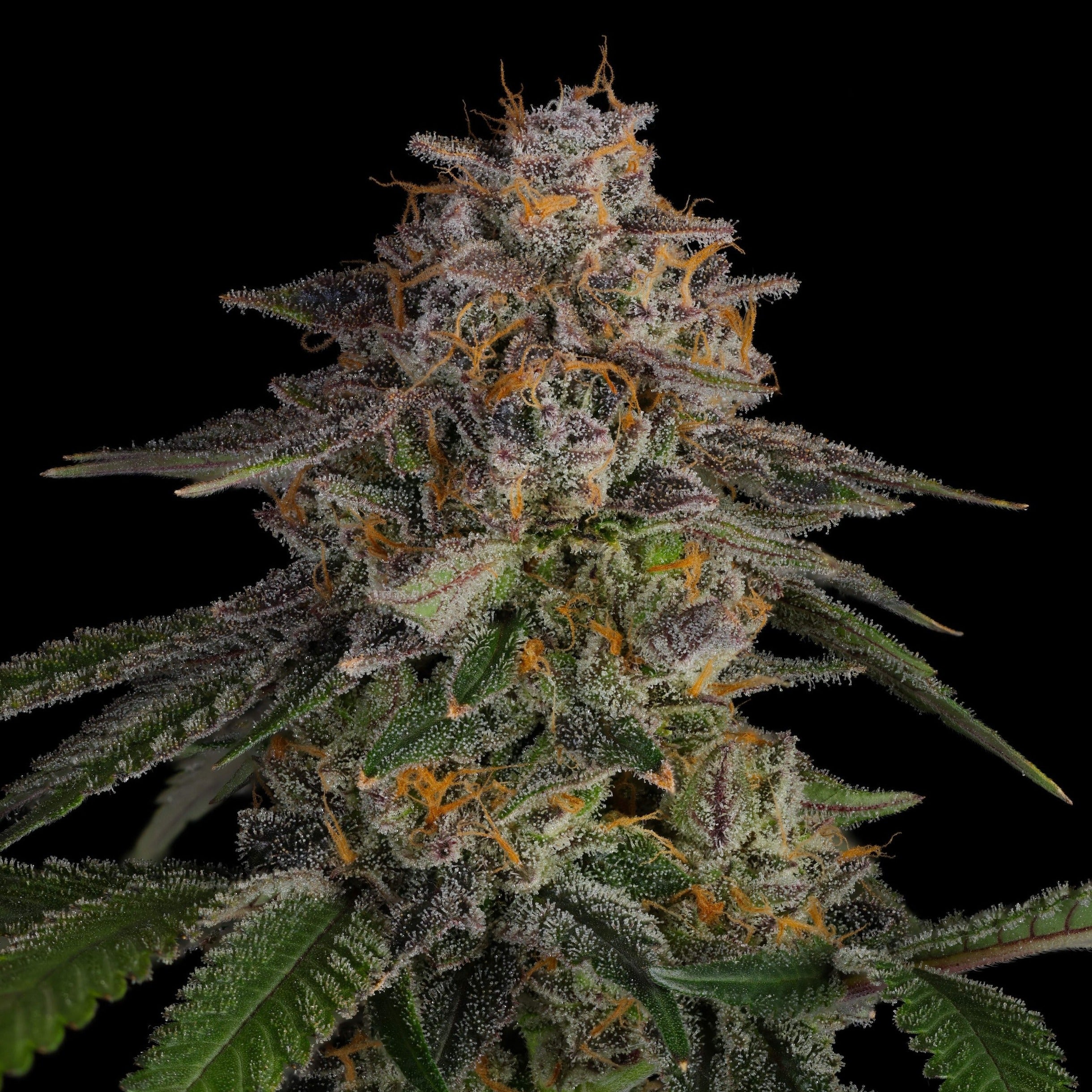 LA Kush Cake Samen Feminisiert - 1 Samen (+1 Gratis)