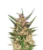 Passion #1 regular (Dutch Passion)