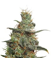 White Castle regular (Nirvana Seeds)