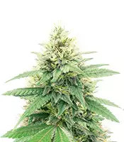 Banana Diesel (Holy Smoke Seeds)