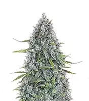 Sour Bubbly Auto (Mephisto Genetics)