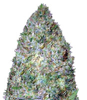 Chronic Monster XXL (Victory Seeds)