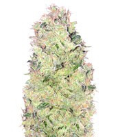 Ramses (Pyramid Seeds)