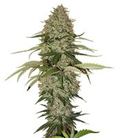 Papaya (Nirvana Seeds)