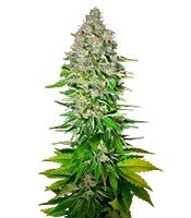 Jack 47 F1 Fast Version (Sweet Seeds)